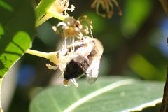 Andrena