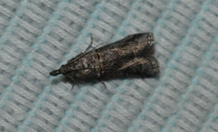 Acrobasis obliqua