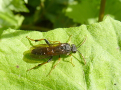 Siobla jucunda