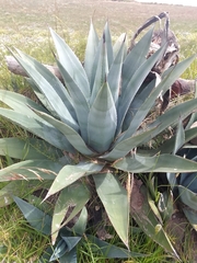 Agave cordillerensis