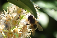 Andrena
