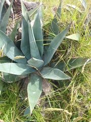 Agave cordillerensis