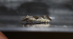 Phtheochroa simoniana
