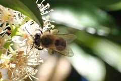 Andrena