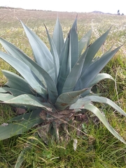 Agave cordillerensis