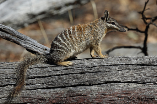 Numbat