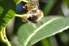 Andrena