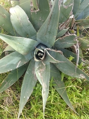 Agave cordillerensis