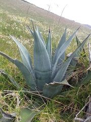 Agave cordillerensis