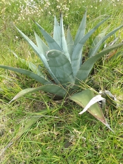 Agave cordillerensis