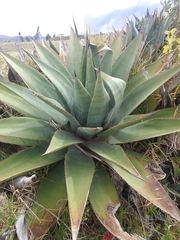 Agave cordillerensis