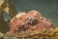 Octopus pallidus