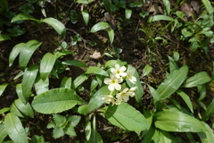 Primula elatior elatior