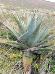 Agave cordillerensis