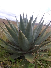 Agave cordillerensis