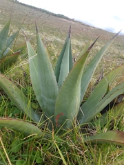 Agave cordillerensis