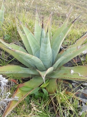 Agave cordillerensis