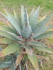 Agave cordillerensis