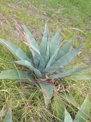 Agave cordillerensis