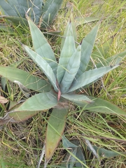 Agave cordillerensis