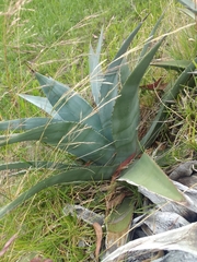Agave cordillerensis