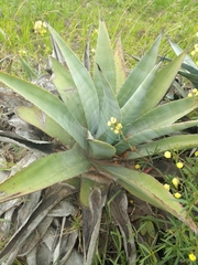 Agave cordillerensis