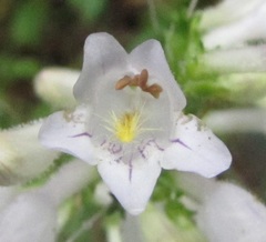 Penstemon laevigatus
