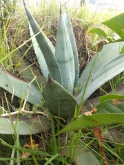 Agave cordillerensis