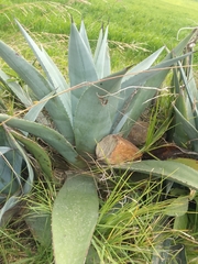 Agave cordillerensis