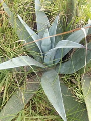 Agave cordillerensis