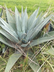Agave cordillerensis