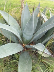 Agave cordillerensis