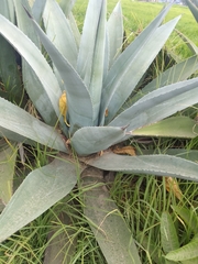 Agave cordillerensis