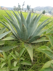 Agave cordillerensis