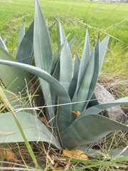Agave cordillerensis