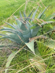 Agave cordillerensis