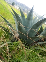 Agave cordillerensis