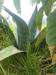 Agave cordillerensis
