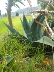 Agave cordillerensis