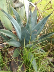 Agave cordillerensis