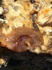 Notoplana sanguinea