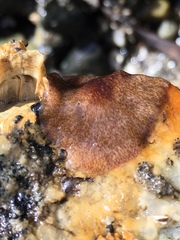 Notoplana sanguinea