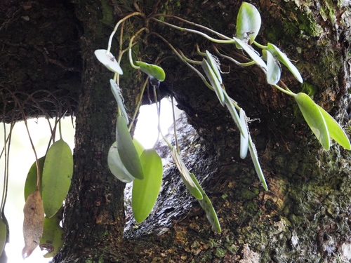 Acianthera pubescens