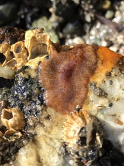 Notoplana sanguinea