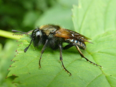 Abia japonica