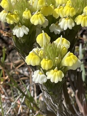 Castilleja rubicundula