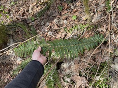 Polystichum braunii × munitum