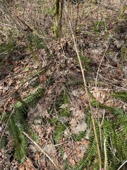 Polystichum braunii × munitum