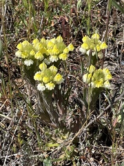 Castilleja rubicundula