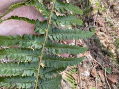 Polystichum braunii × munitum